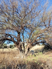 Vachellia schaffneri