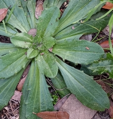 Plantago virginica