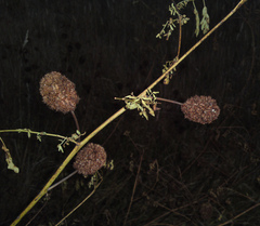 Glycyrrhiza echinata