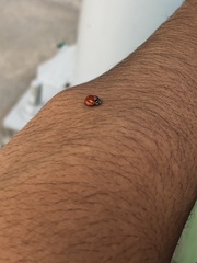 Coccinellidae
