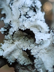 Parmotrema hypotropum