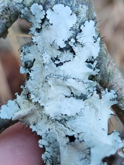 Parmotrema hypotropum