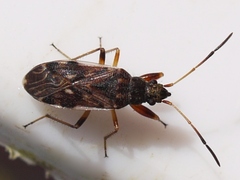 Ligyrocoris diffusus