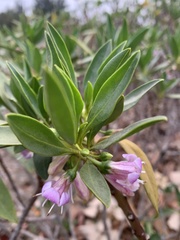 Myoporum bontioides