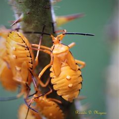 Spartocera