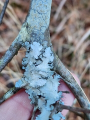 Parmotrema hypotropum