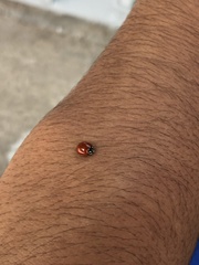 Coccinellidae