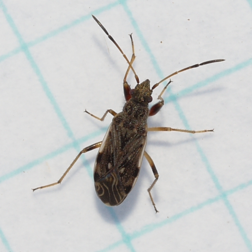 Diffused Seed Bug