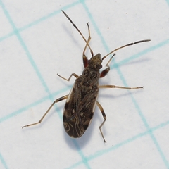 Ligyrocoris diffusus