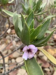 Myoporum bontioides