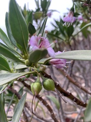 Myoporum bontioides