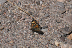 Phyciodes phaon phaon