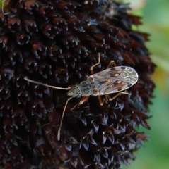 Ligyrocoris diffusus