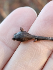 Zapatella quercusphellos