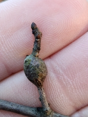 Zapatella quercusphellos