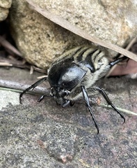 Trichaulax philipsii