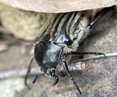 Trichaulax philipsii
