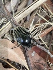 Trichaulax philipsii