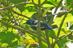 Cyanerpes caeruleus