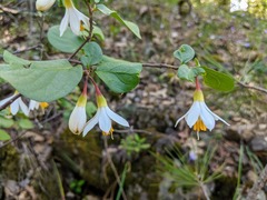 Styrax redivivus
