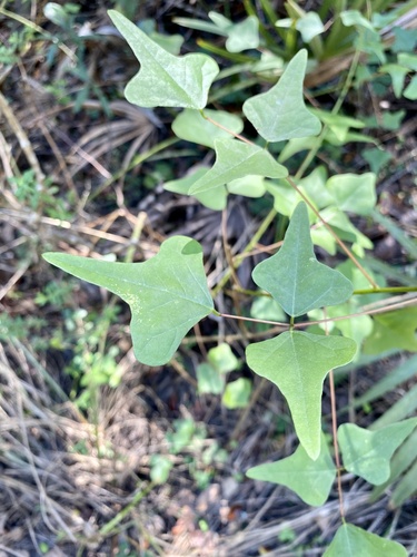 Erythrina herbacea