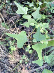 Erythrina herbacea