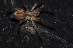 Anyphaena accentuata