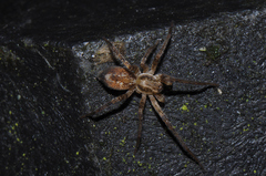 Anyphaena accentuata