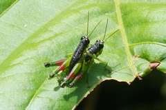 Liebermannacris dorsualis