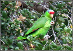 Amazona finschi × viridigenalis