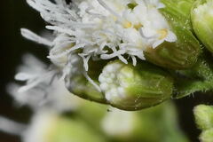 Fleischmannia sonorae