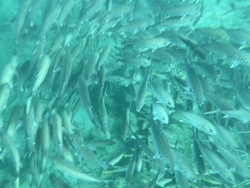 Bigeye Trevally