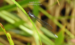 Pseudagrion ignifer