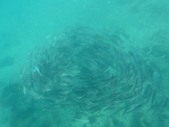 Caranx sexfasciatus
