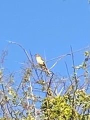 Myiarchus cinerascens