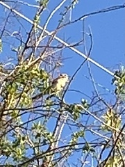 Myiarchus cinerascens