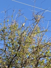 Myiarchus cinerascens