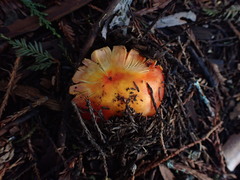 Hygrocybe laetissima
