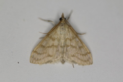 Paracorsia repandalis