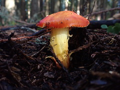 Hygrocybe laetissima