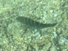 Halichoeres notospilus