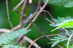 Rhadinosticta simplex