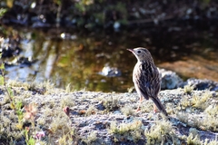 Anthus hellmayri