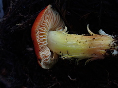 Hygrocybe laetissima