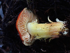 Hygrocybe laetissima
