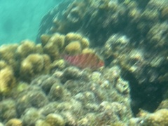 Cirrhitichthys oxycephalus