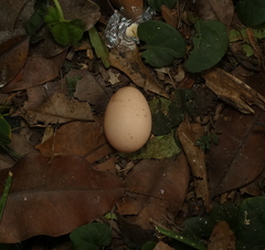 Nyctidromus albicollis