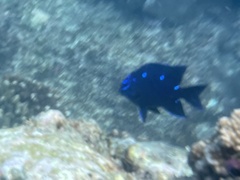 Stegastes acapulcoensis