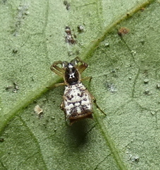 Micrathena picta