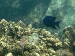 Stegastes acapulcoensis